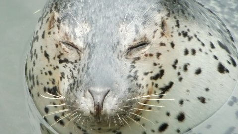 おたる水族館にいってきた。エサやり体験が思ってたよりも楽しい