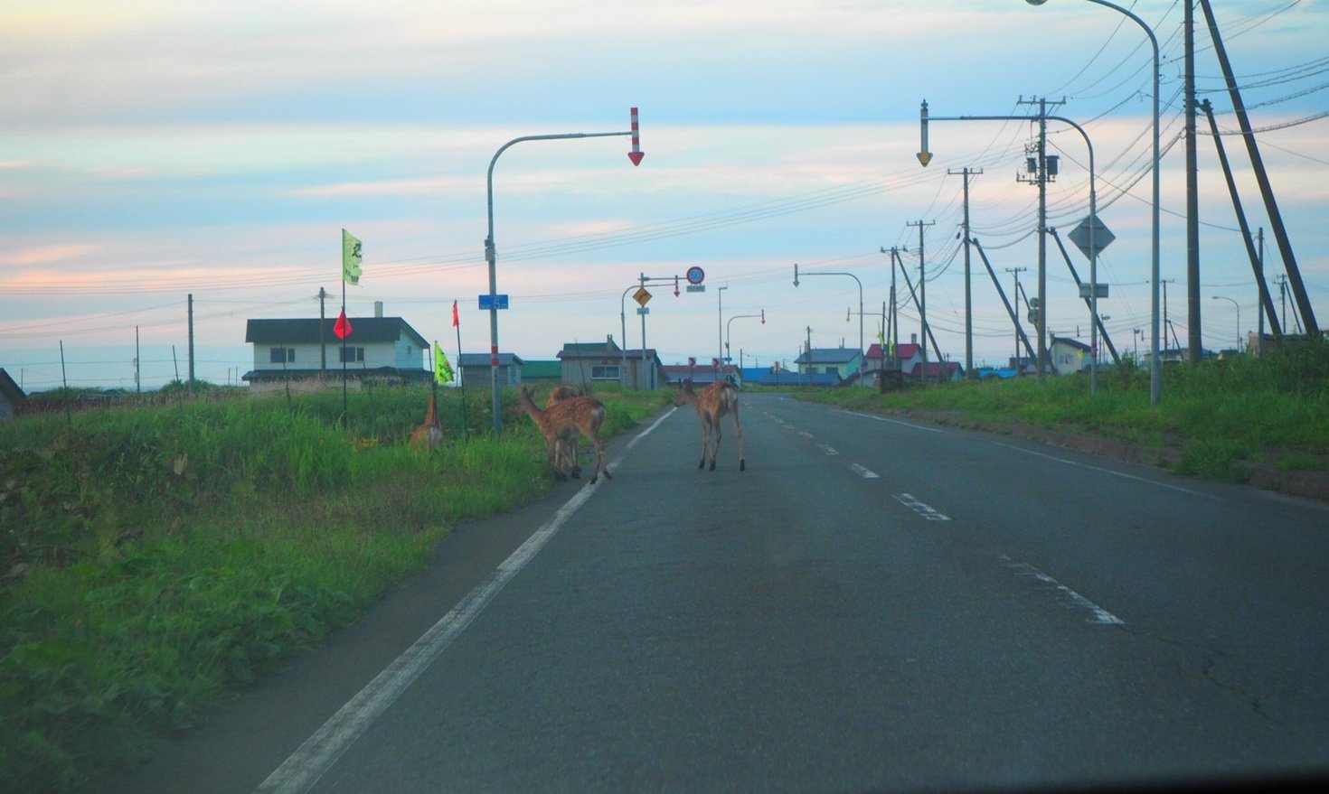 稚内の道路にシカがいる様子