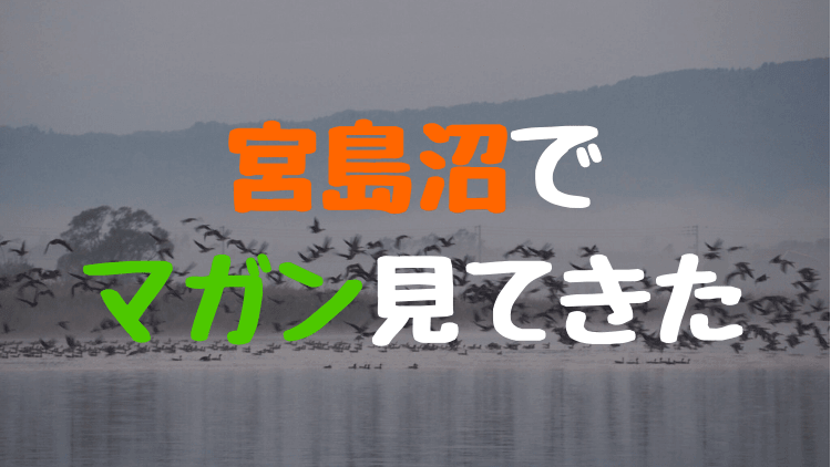 【秋】宮島沼へマガンのねぐら立ちを見てきた。ピーク過ぎてもなかなか