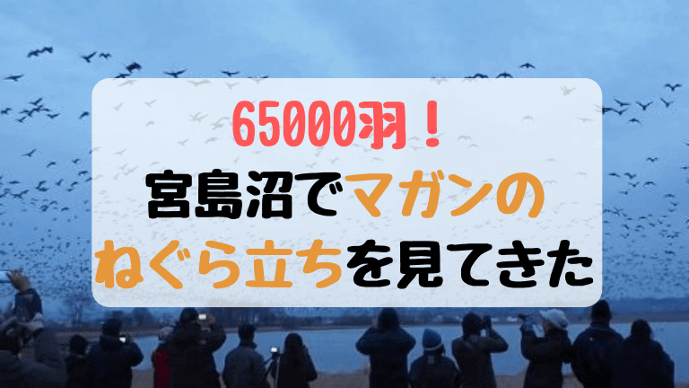 大迫力！春の宮島沼で65000羽のマガンのねぐら立ちを見てきた