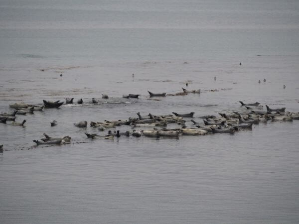 礼文島の野生のアザラシ