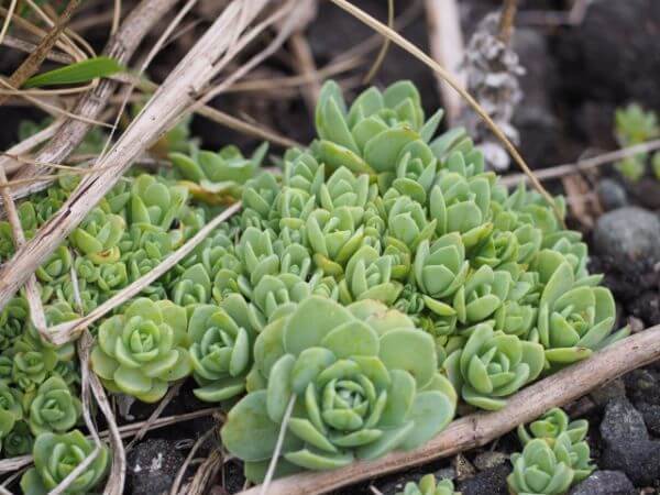 愛とロマンの8時間コースの途中で見つけた植物