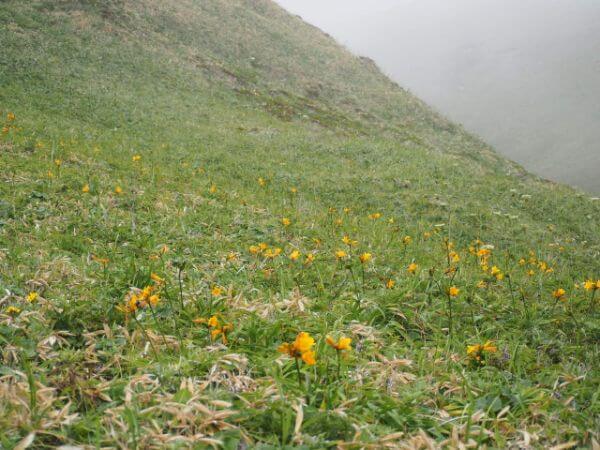 礼文島に咲く花