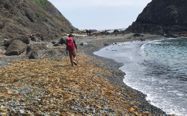 礼文島の昆布