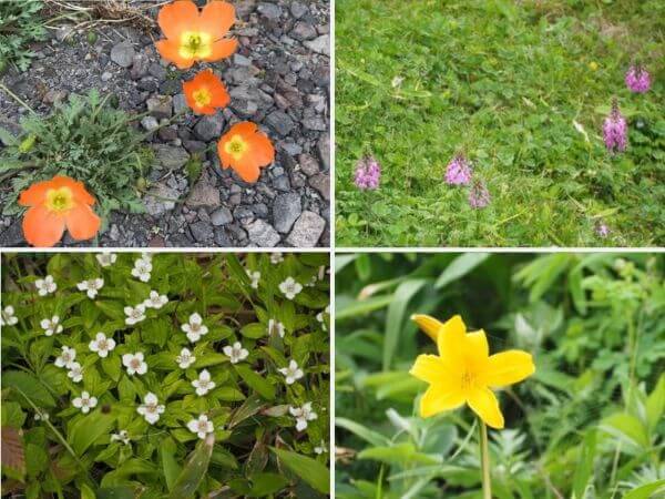 礼文島に咲く花たち