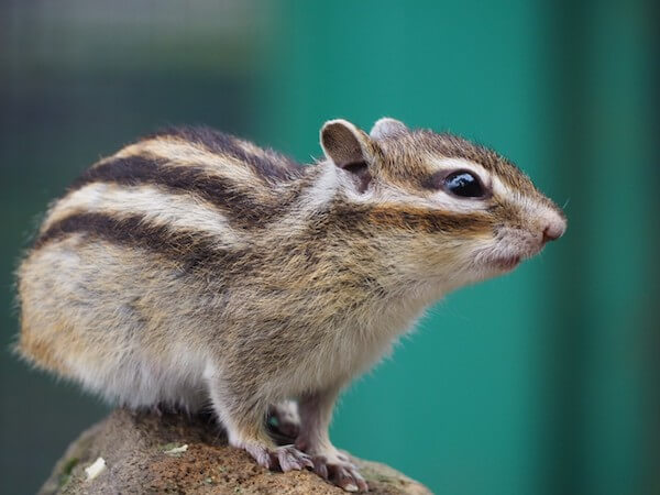 小樽天狗山のシマリス公園