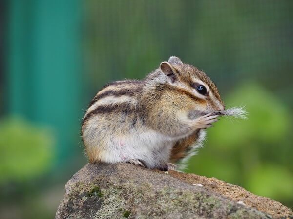 小樽天狗山のシマリス公園