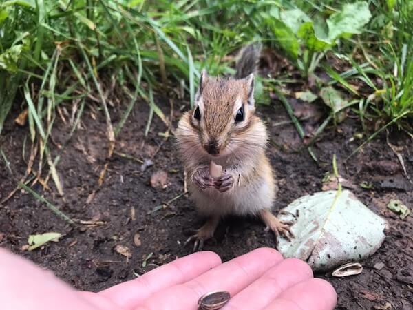 小樽天狗山のシマリス公園のシマリス