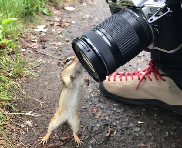 小樽天狗山のシマリス公園