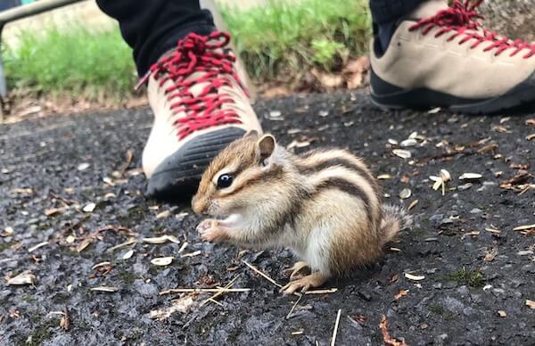 小樽天狗山のシマリス公園