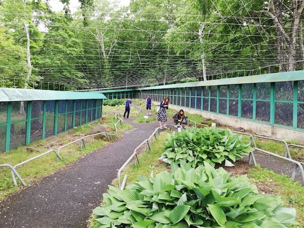 小樽天狗山のシマリス公園内の様子