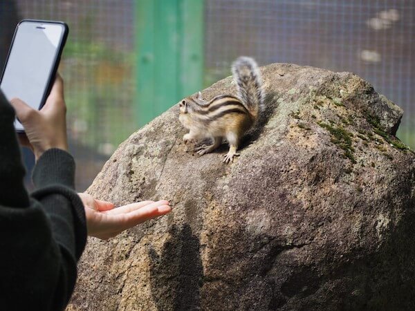 小樽天狗山のシマリス公園の写真を撮ってる様子