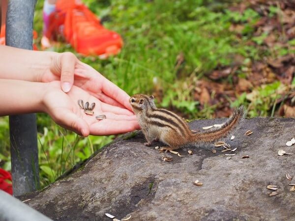 小樽天狗山のシマリス公園のシマリス