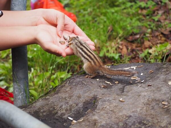 小樽天狗山のシマリス公園のシマリスにえさをあげてる様子