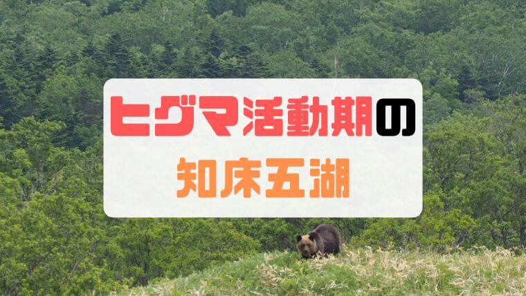 【知床五湖】ヒグマ活動期の小ループツアー参加でヒグマを発見【6月】