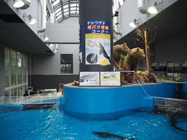 標津サーモン科学館のチョウザメ指パクコーナー