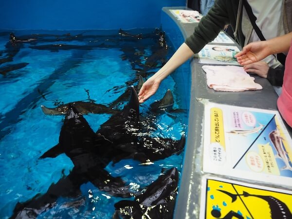 標津サーモン科学館のチョウザメ指パク体験