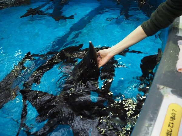 標津サーモン科学館のチョウザメ指パク体験