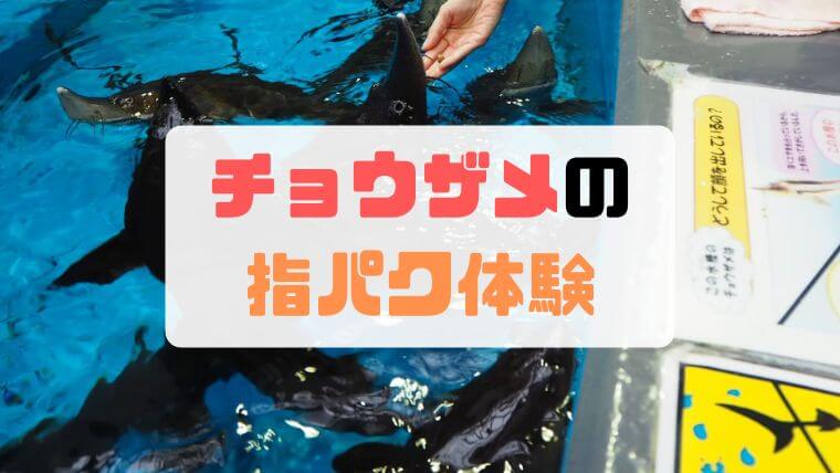 標津サーモンパーク科学館の「チョウザメ指パク体験」が軽めの度胸試しだった